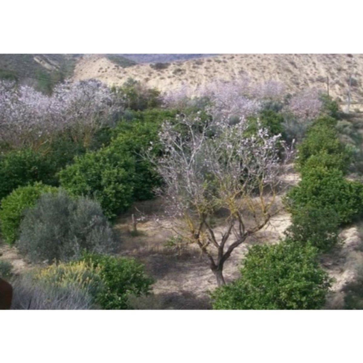 FINCA MURCIA PUERTO GARRUCHAL
