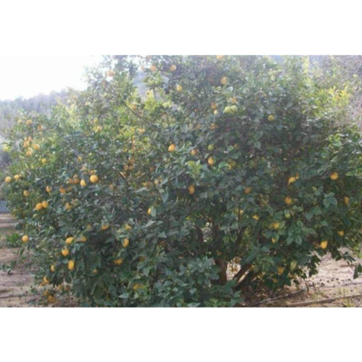 FINCA MURCIA PUERTO GARRUCHAL