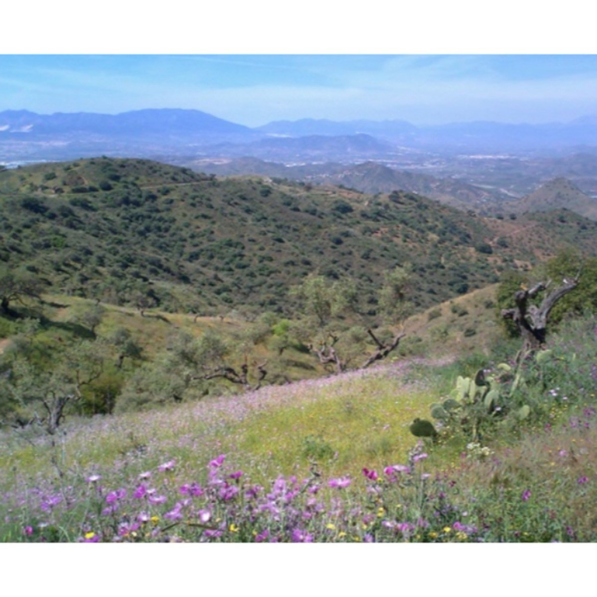 MONTES DE MÁLAGA-LOS VERDIALES