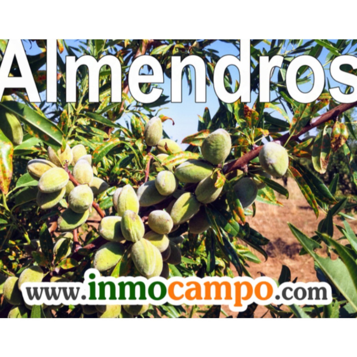 VENTA FINCA DE ALMENDROS