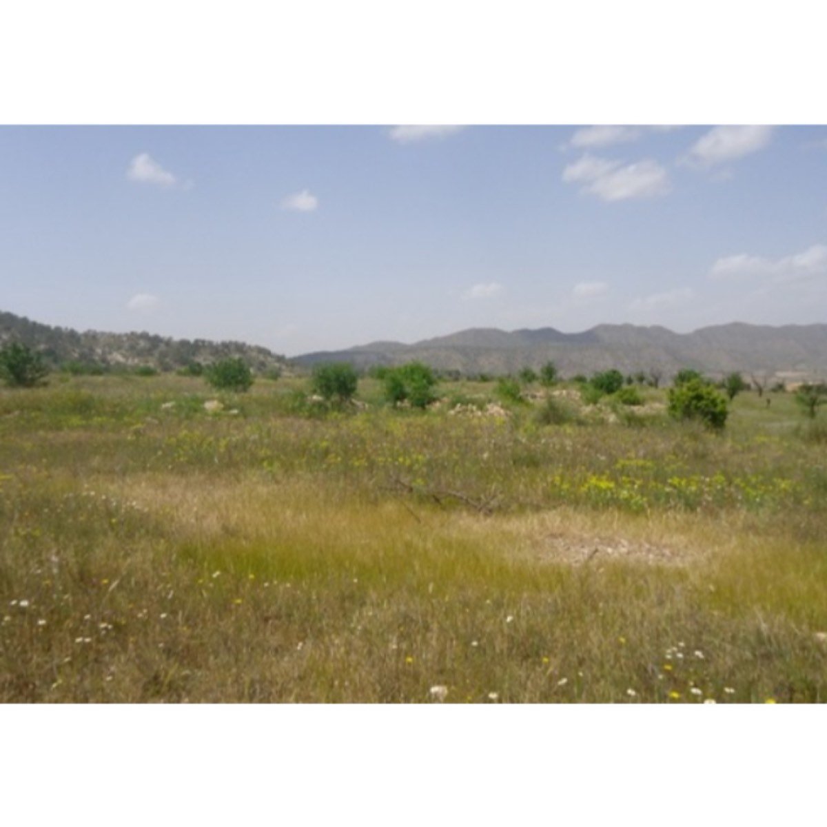 PARCELA EN YECLA 31. 700 M2