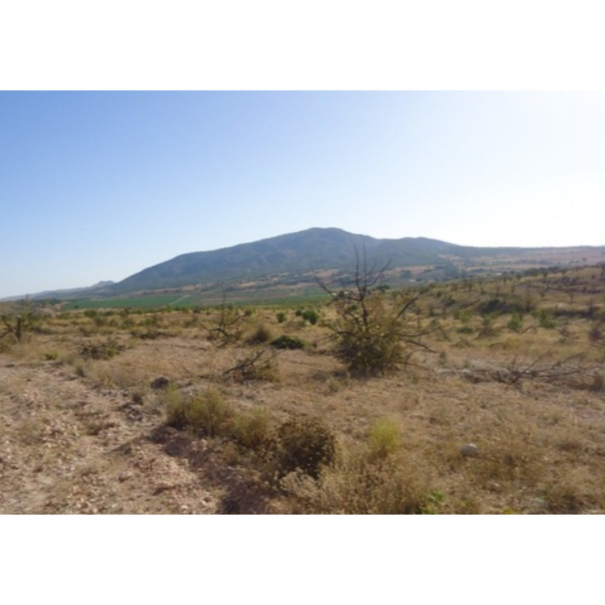 PARCELA 11. 100 M2 RASPAY (YECLA)