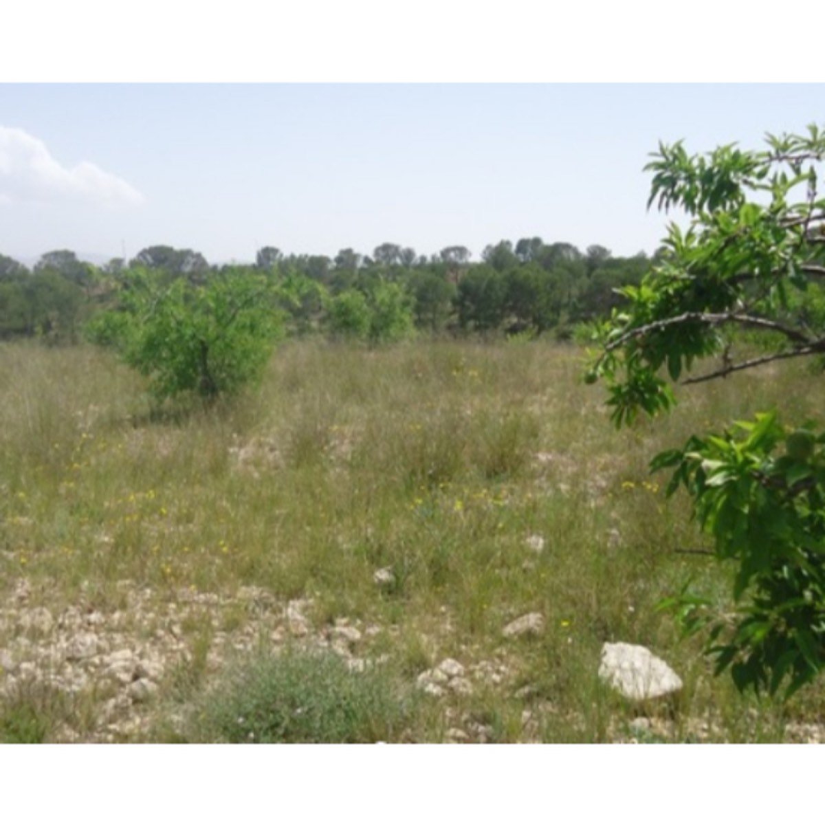 PARCELA EN YECLA 31. 700 M2