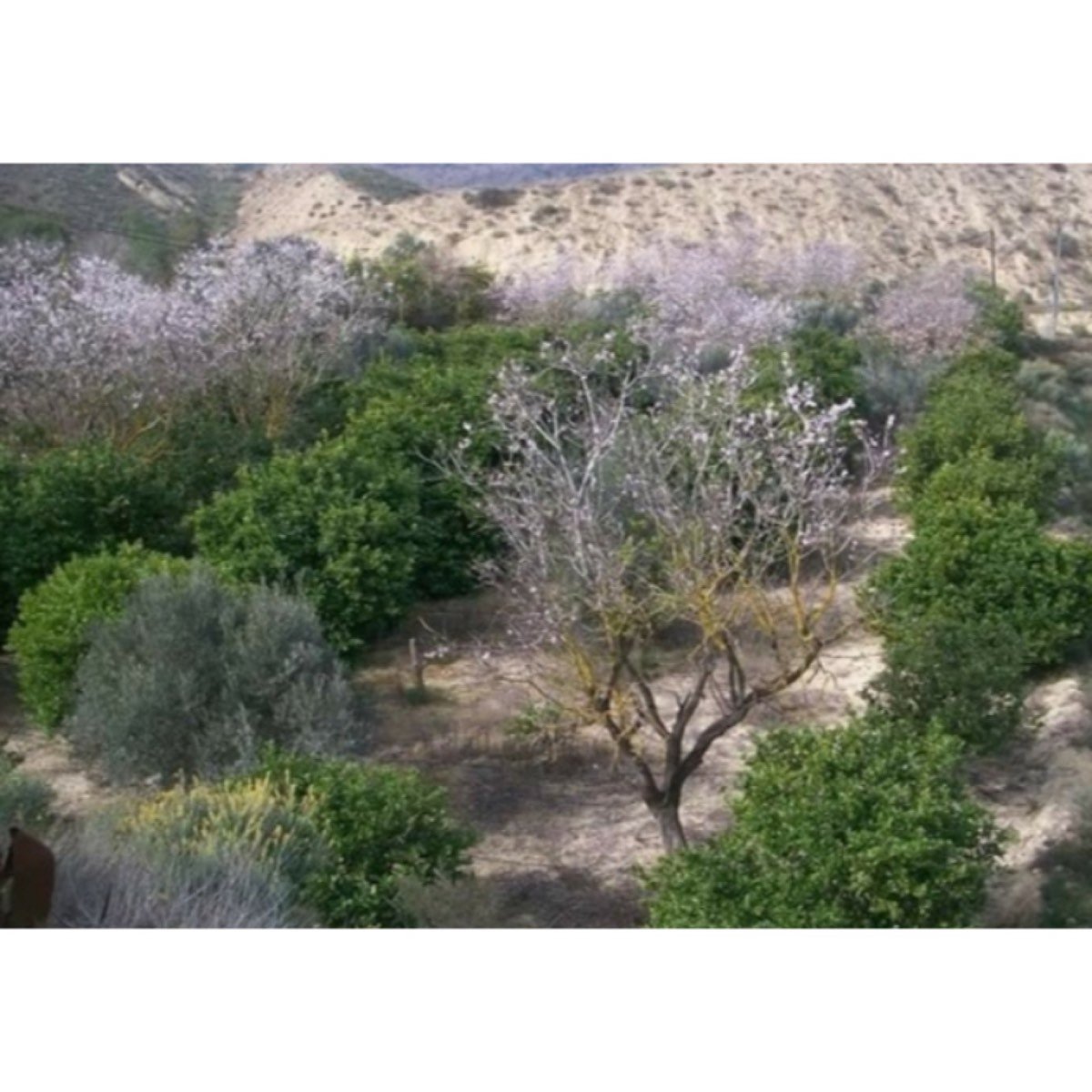 FINCA MURCIA PUERTO GARRUCHAL