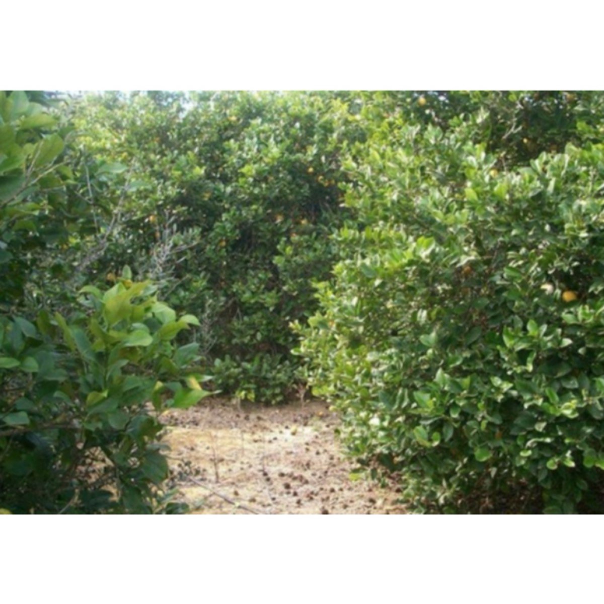 FINCA MURCIA PUERTO GARRUCHAL