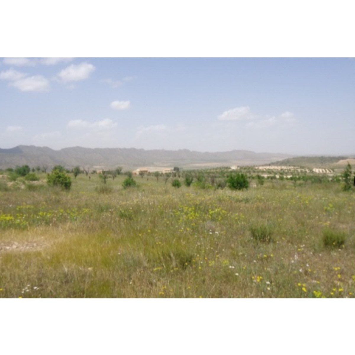 PARCELA EN YECLA 31. 700 M2