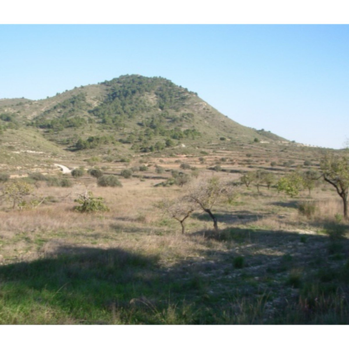 FINCA HACIENDA EN MONOVAR