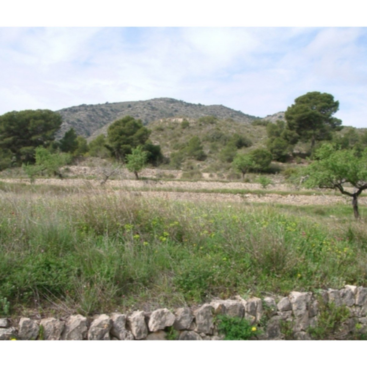 FINCA HACIENDA EN MONOVAR