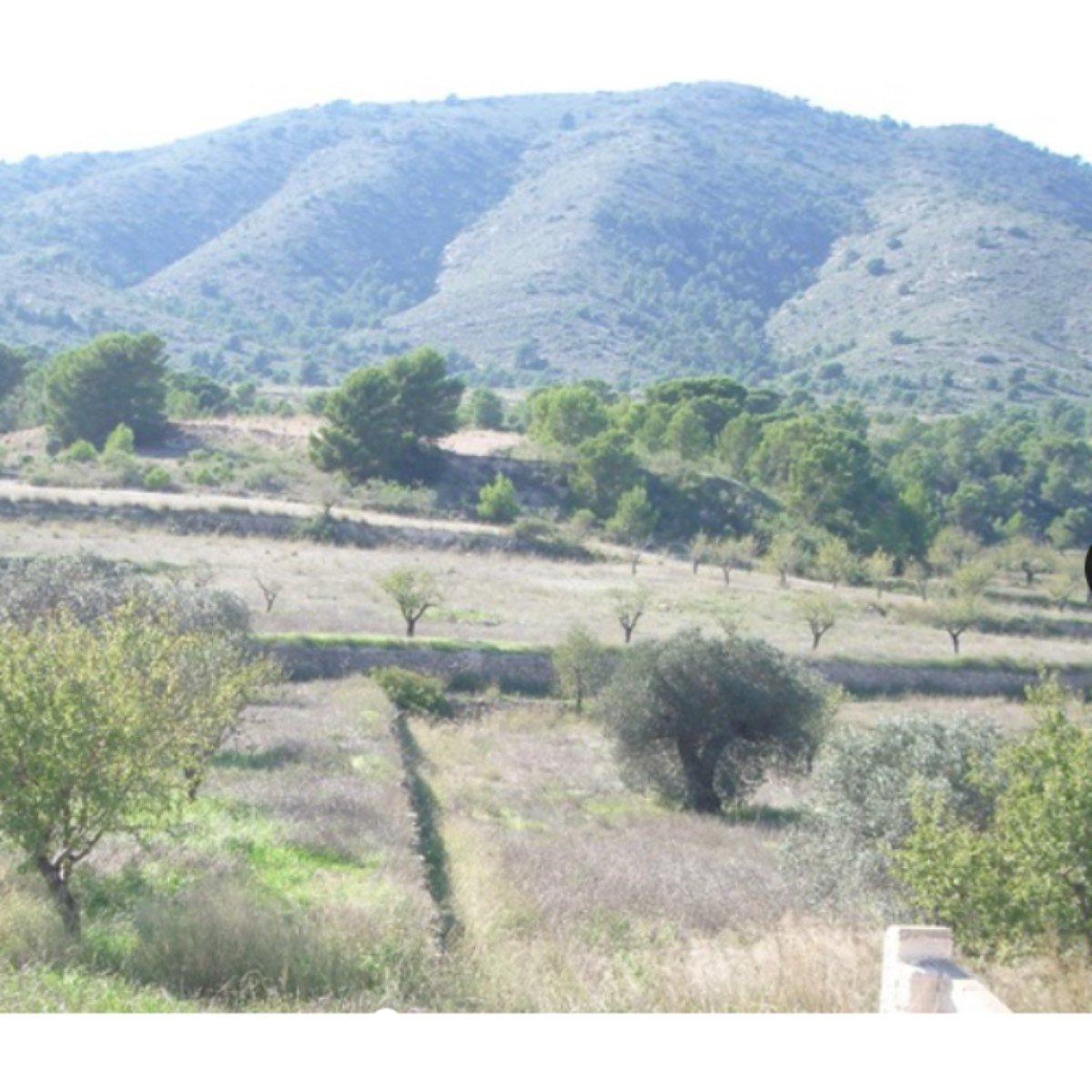 FINCA HACIENDA EN MONOVAR