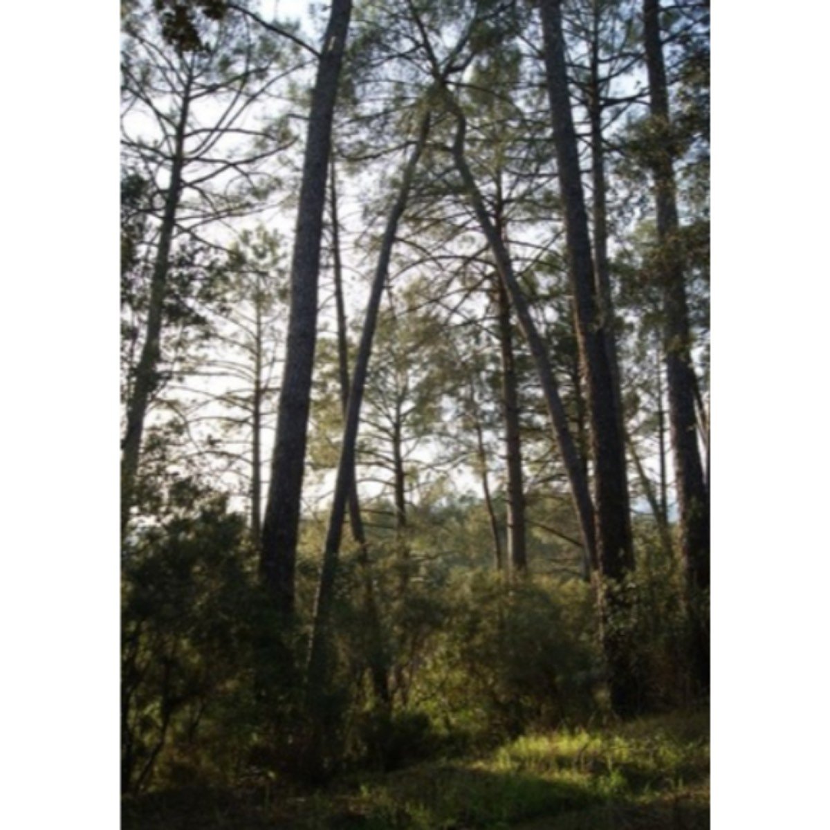 ENTRE ARENAS Y CUEVAS DEL AGUILA