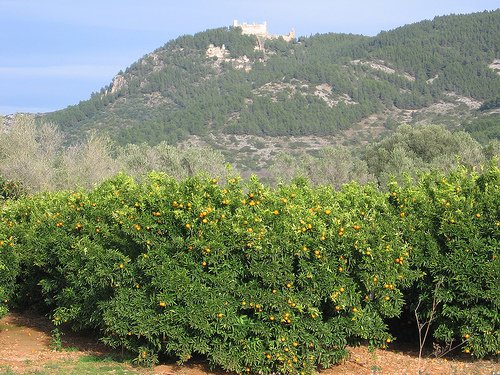 00naranjas.jpgsierra irta