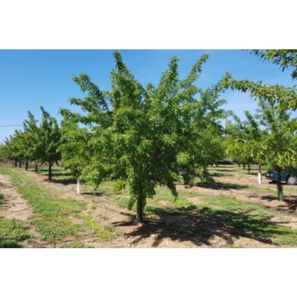 BONITA Y PRIVADA FINCA EN VENTA 52 HECT.