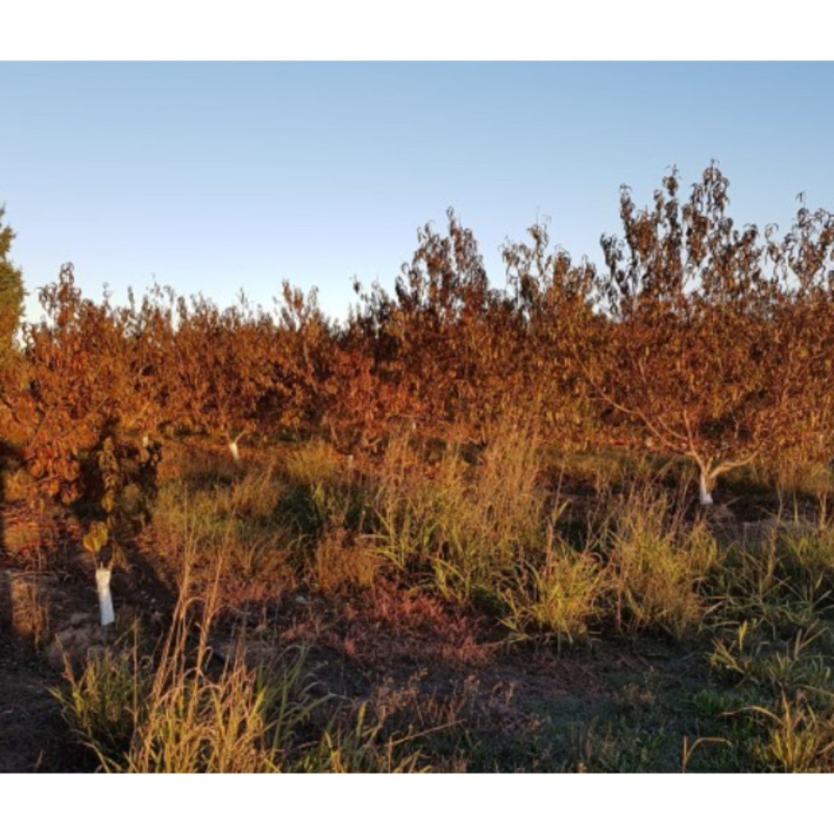 BONITA Y PRIVADA FINCA EN VENTA 52 HECT.