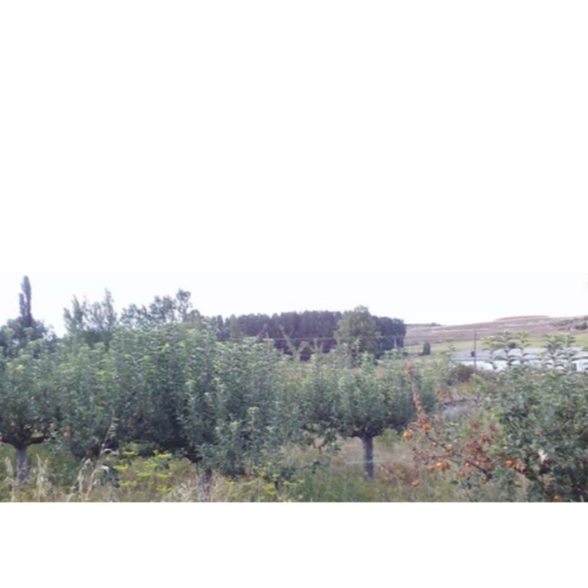 CASA+GARAJE+HUERTA+TERRENO MANZANOS