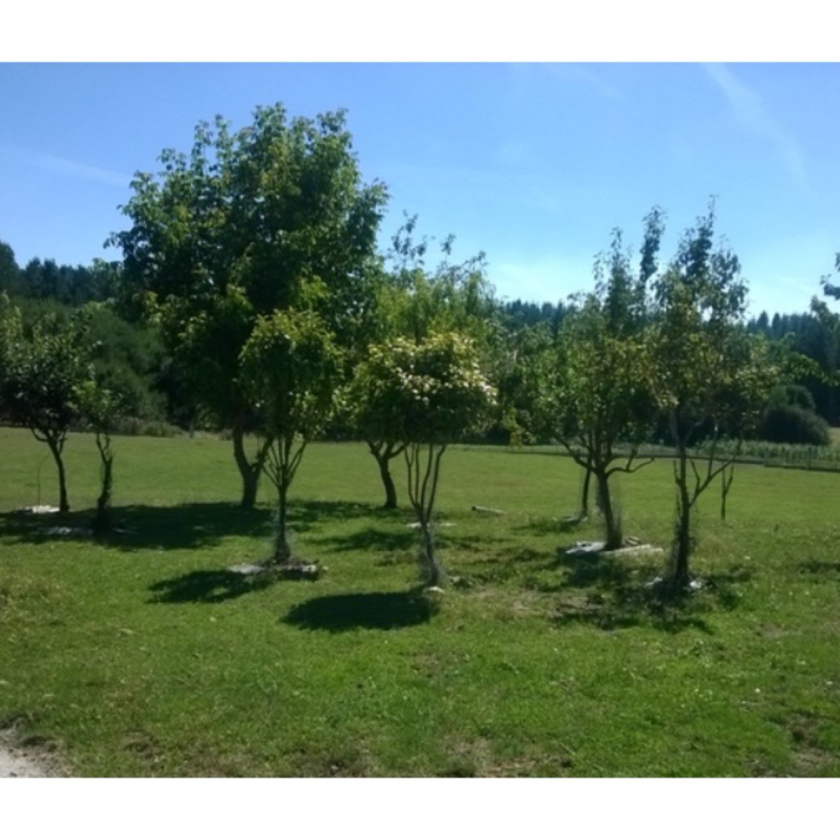 CASA RURAL DE PIEDRA, ALPENDRES Y FINCA