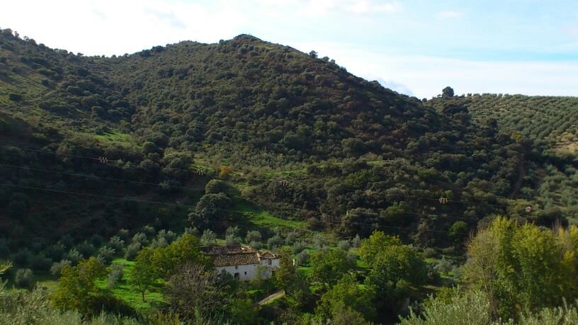 Olivar Producción Ecológica en Priego