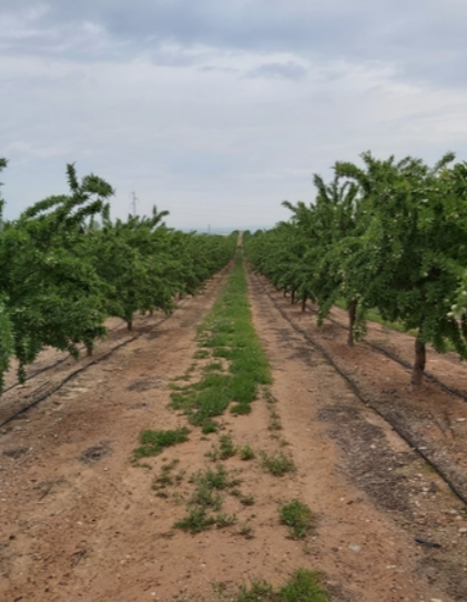 PARAGUAS ALMENDROS