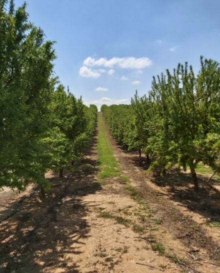 PARAGUAS ALMENDROS
