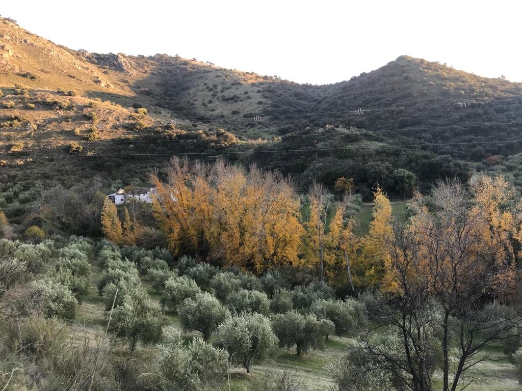 Olivar Producción Ecológica en Priego