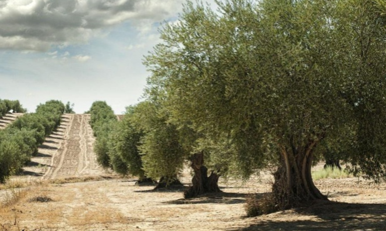 TALADORES