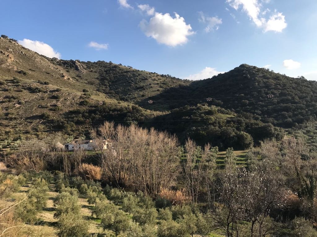 Olivar Producción Ecológica en Priego
