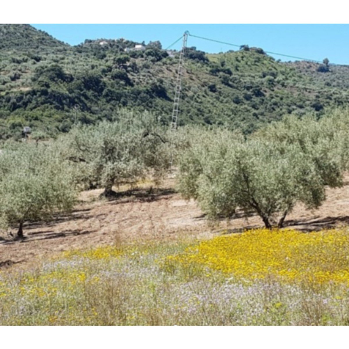 FINCA EN COMARES