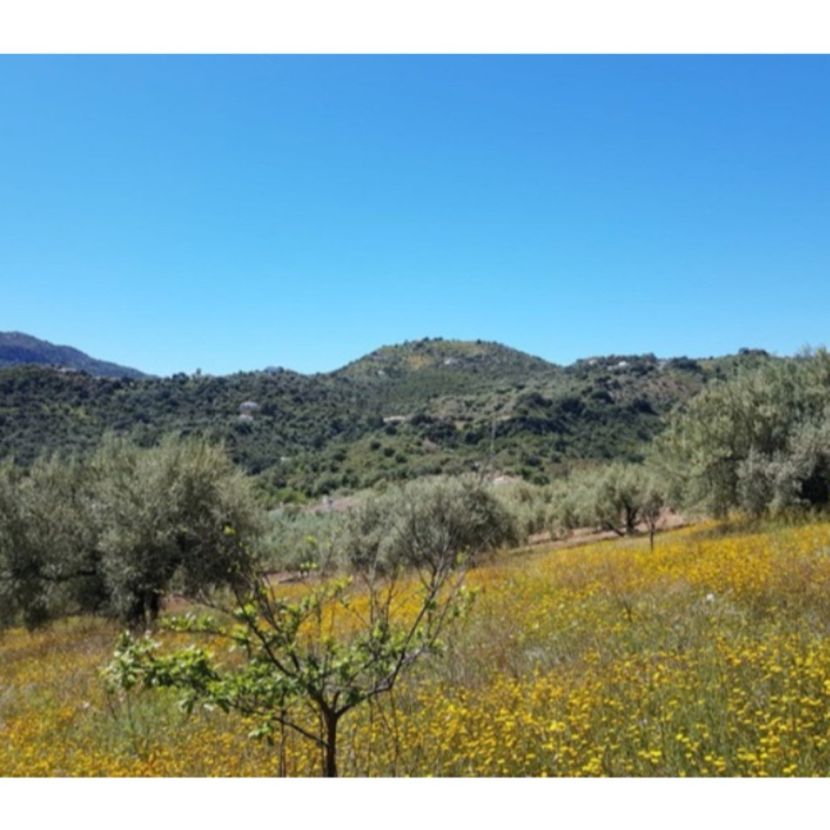 VIVIENDA RURAL EN LLÍBER