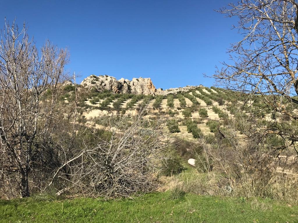Olivar Producción Ecológica en Priego