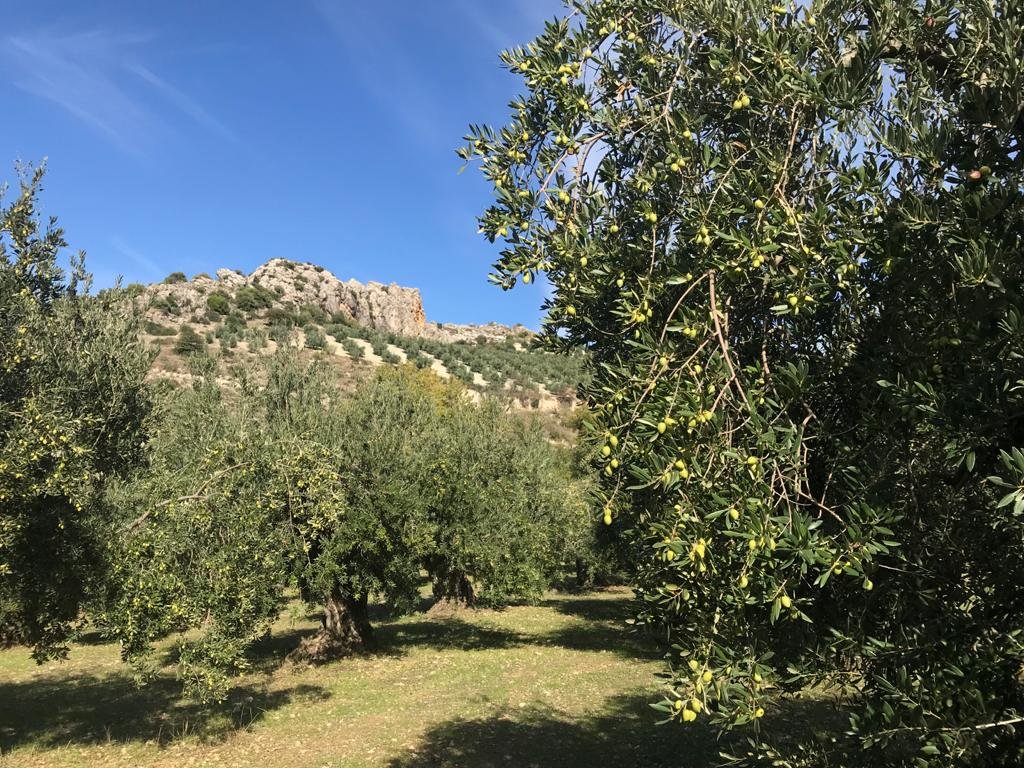 Olivar Producción Ecológica en Priego