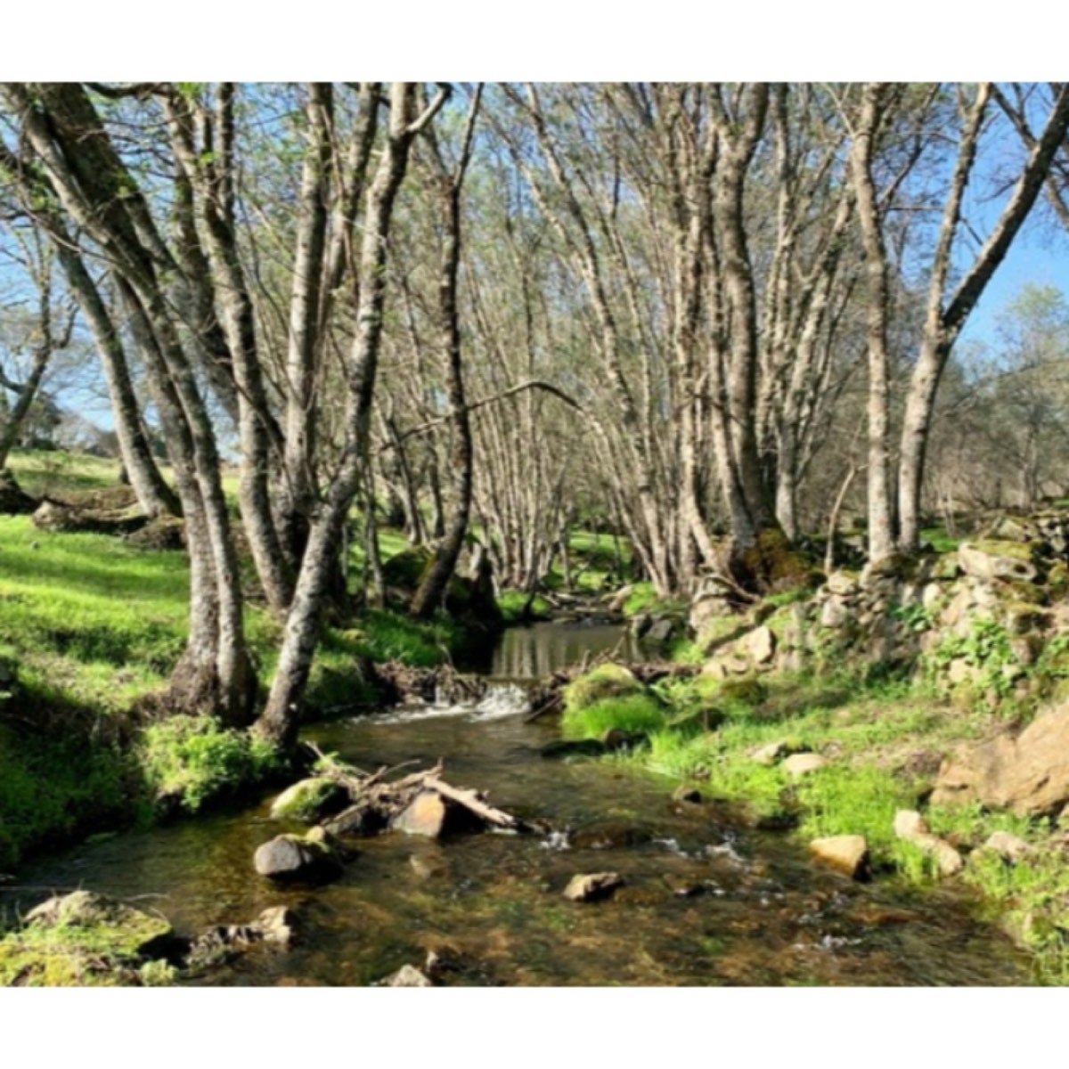 DEHESA DE ALCORNOQUES. JARAÍZ DE LA VERA