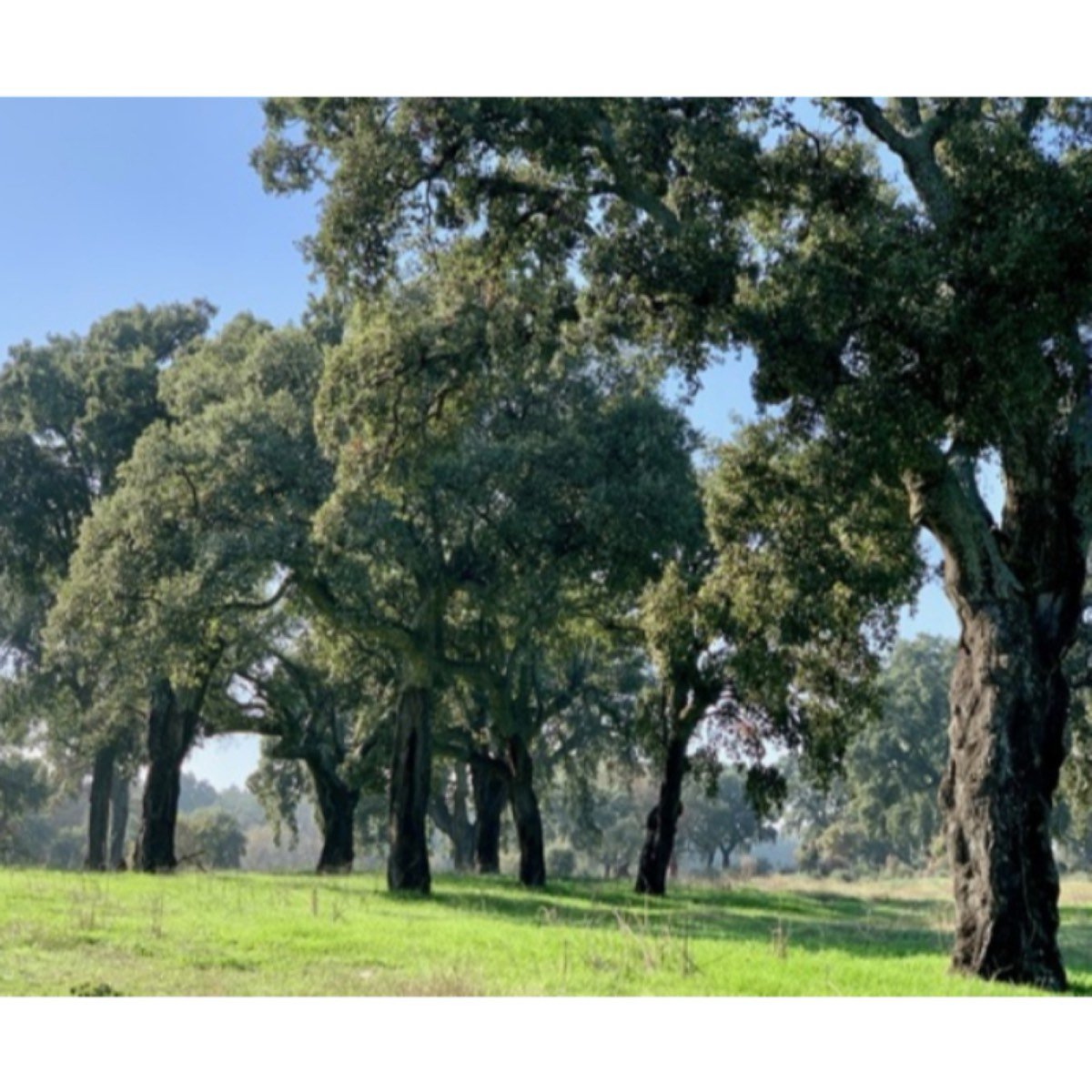 DEHESA DE ALCORNOQUES. JARAÍZ DE LA VERA