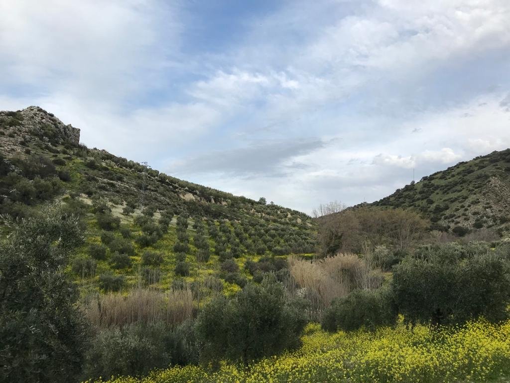 Olivar Producción Ecológica en Priego