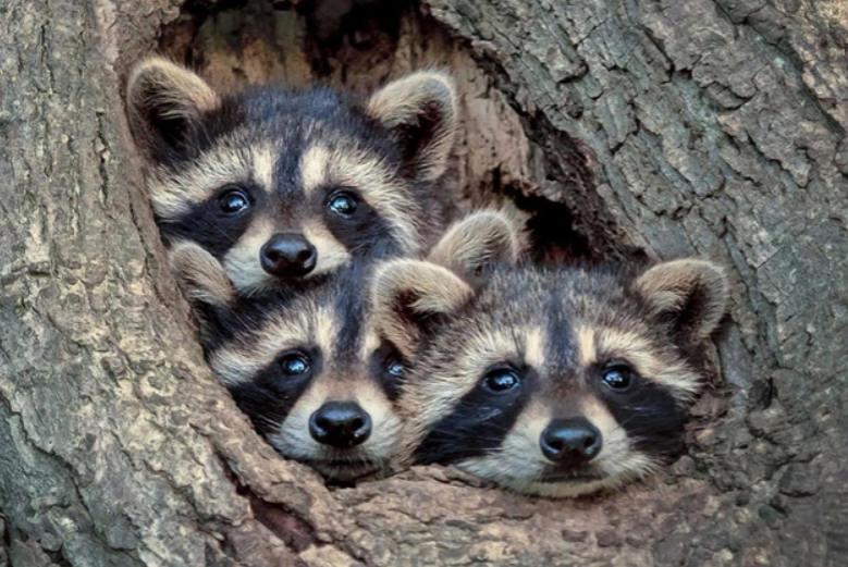 GUARDES DE ANIMALES DE FINCA