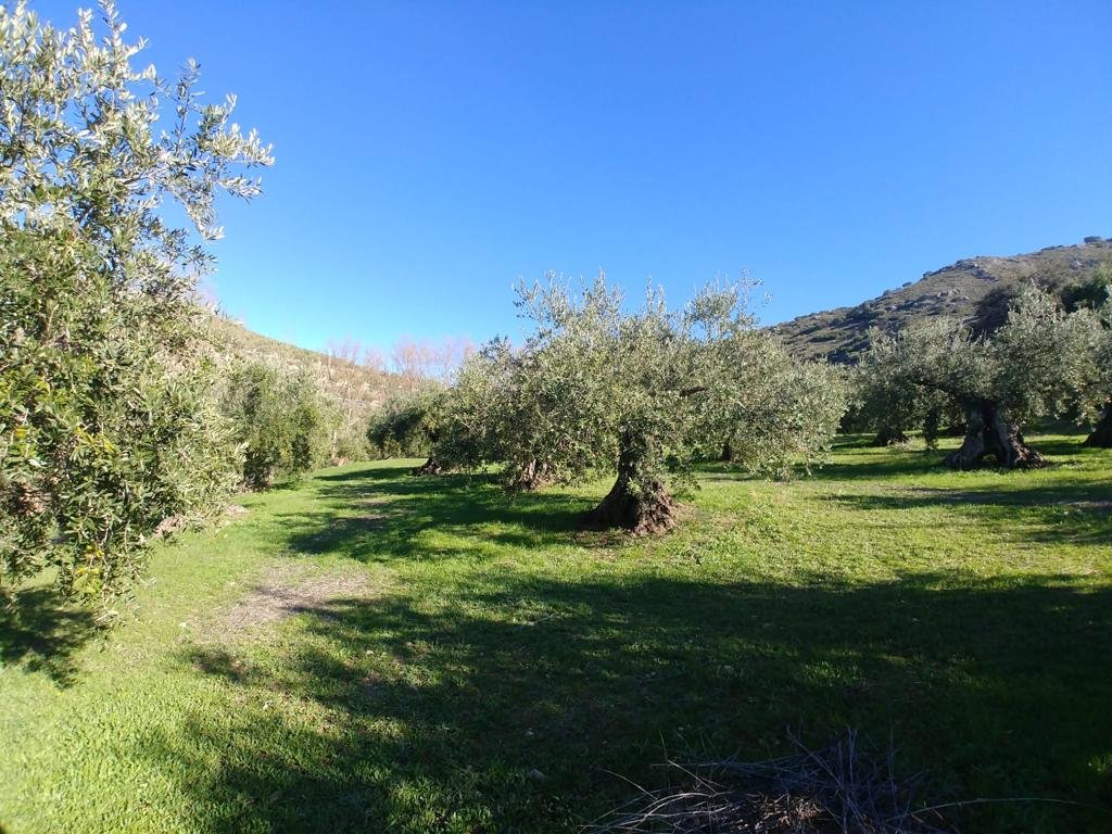 Olivar Producción Ecológica en Priego