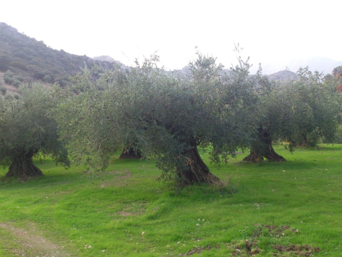 Olivar Producción Ecológica en Priego