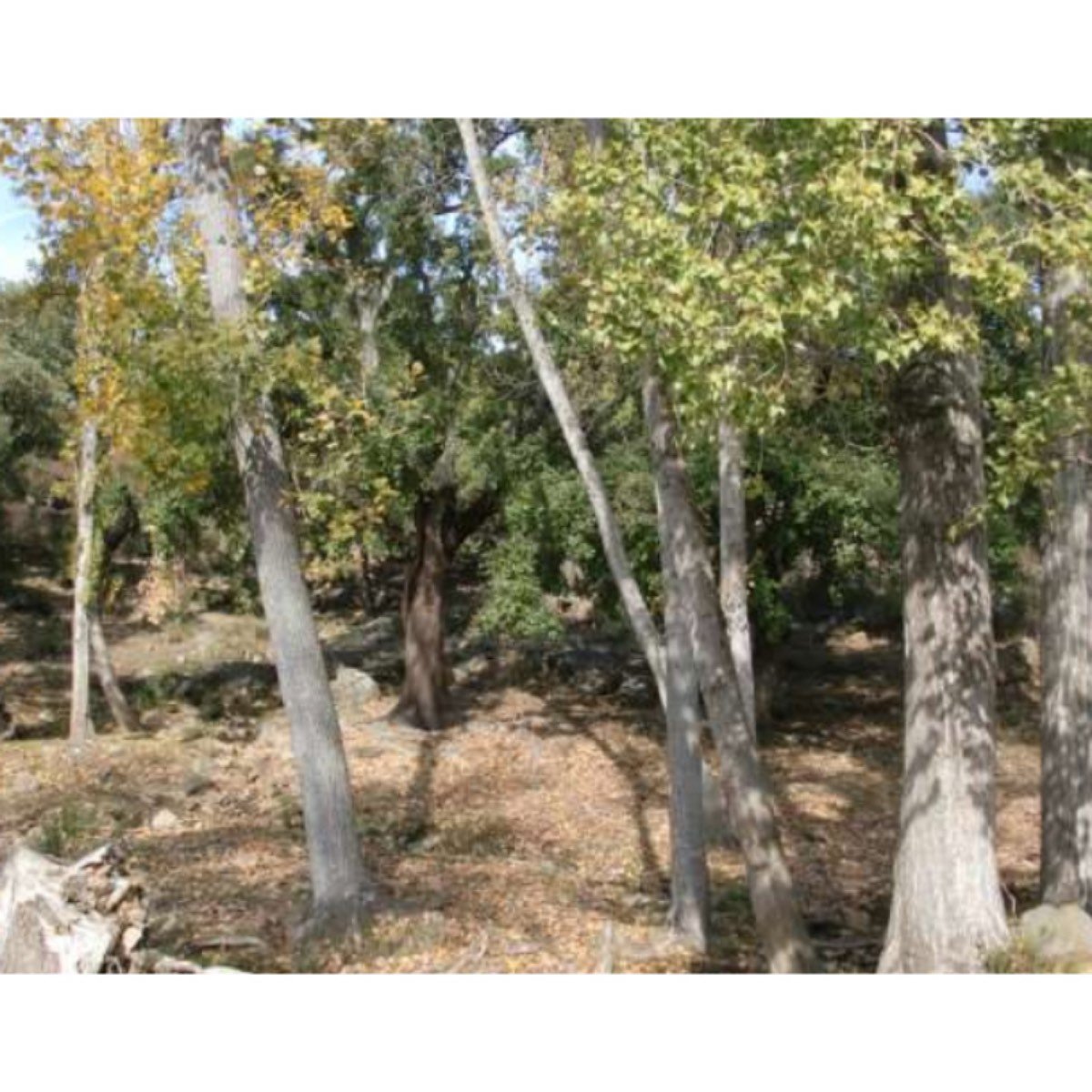CORTIJO GRANDE, MUCHAS POSIBILIDADES