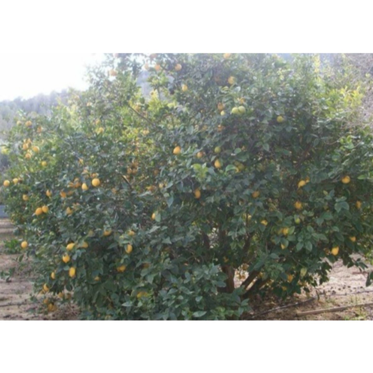 FINCA MURCIA PUERTO GARRUCHAL