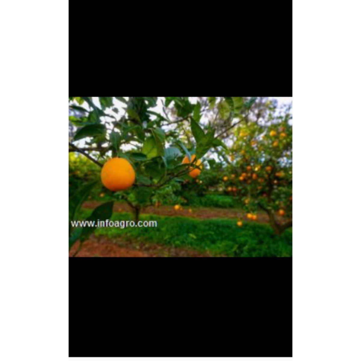 Se vende venta de naranjas ecológicas al por mayor