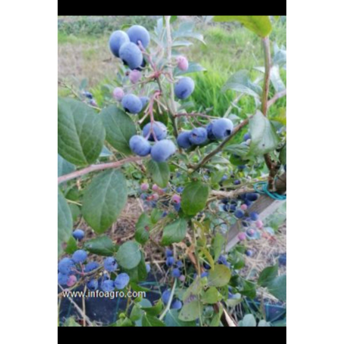 Se vende arándanos de ourense