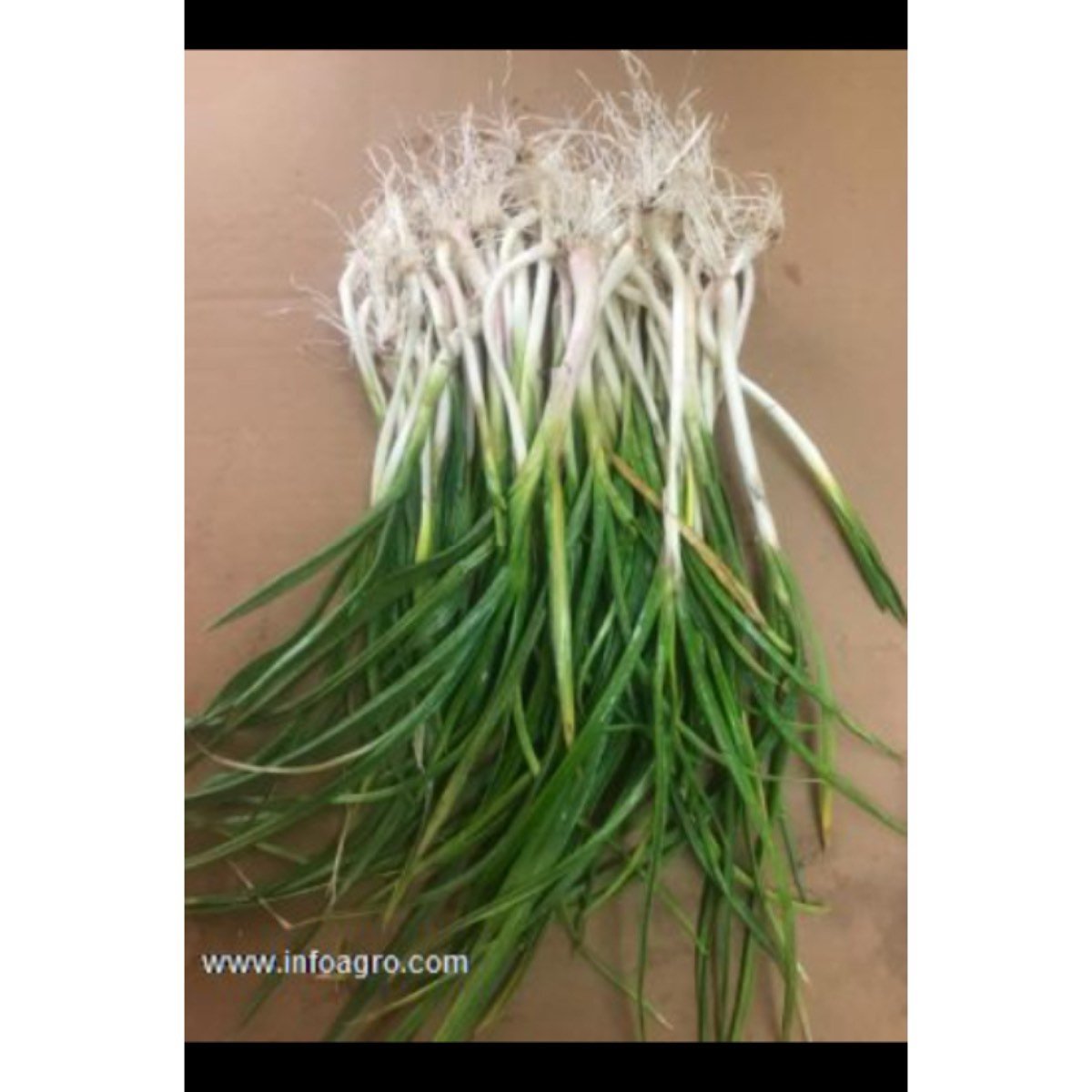 Se vende manojo ajetes ecológicos 150g en granada