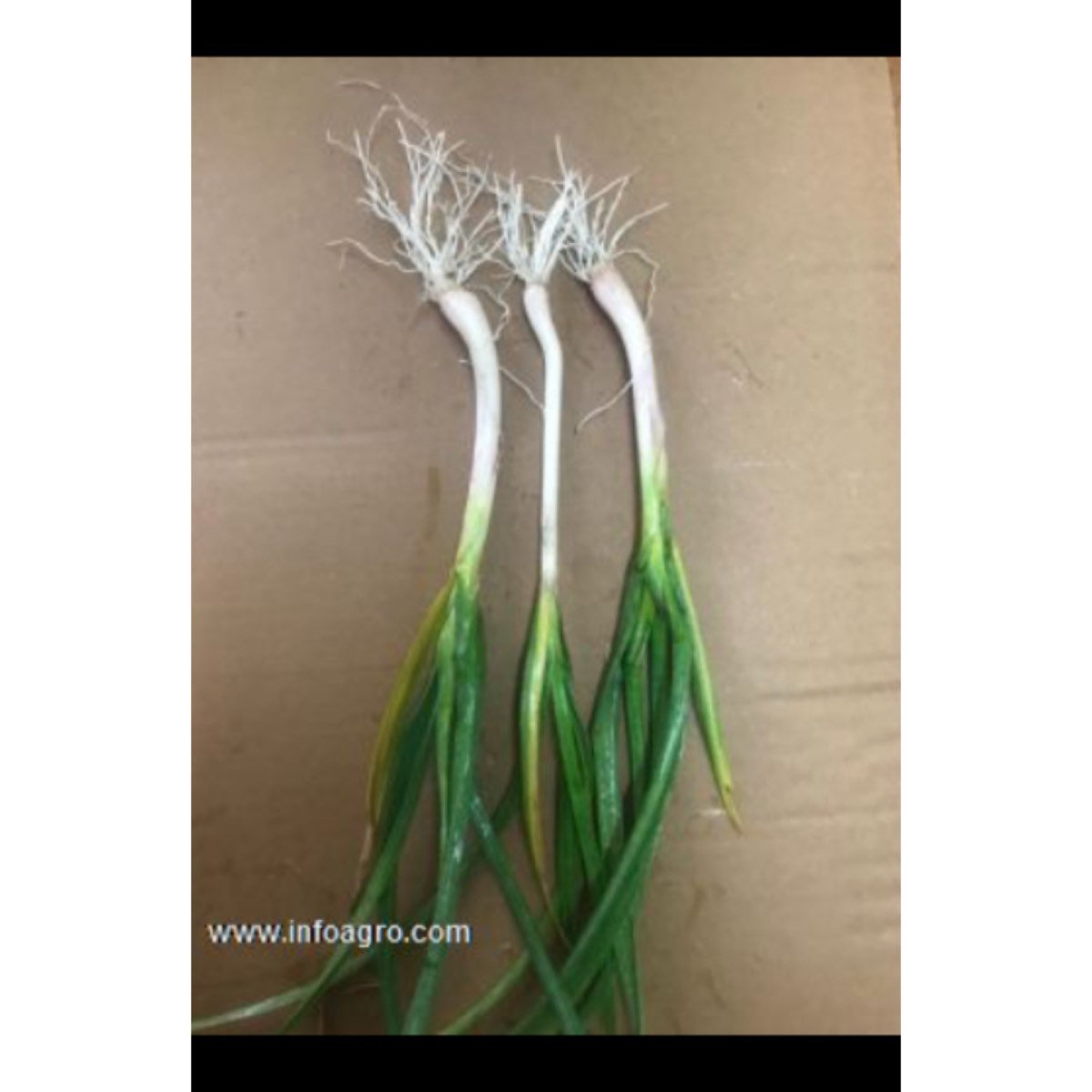 Se vende manojo ajetes ecológicos 150g en granada
