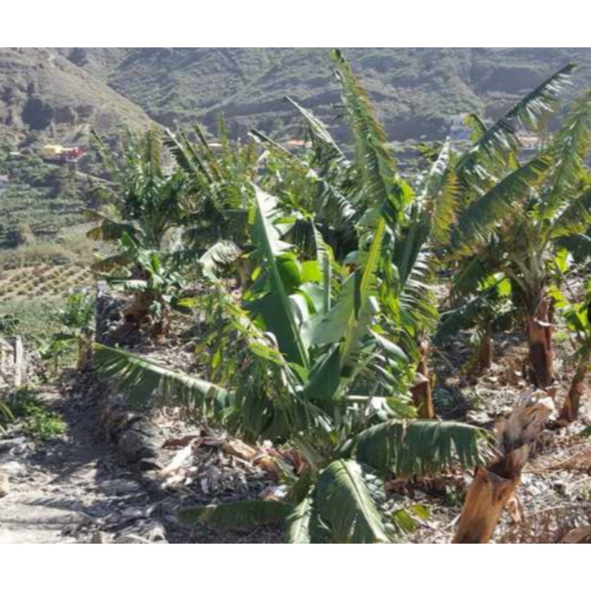 VENTA CASA + FINCA LA GOMERA