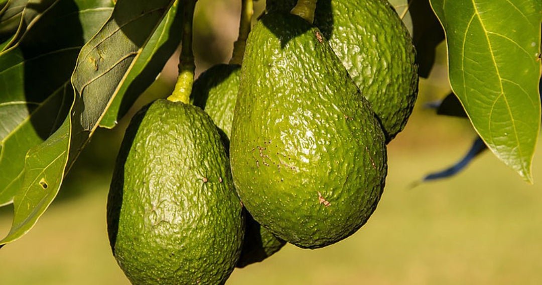 Aguacate-hass-an-1