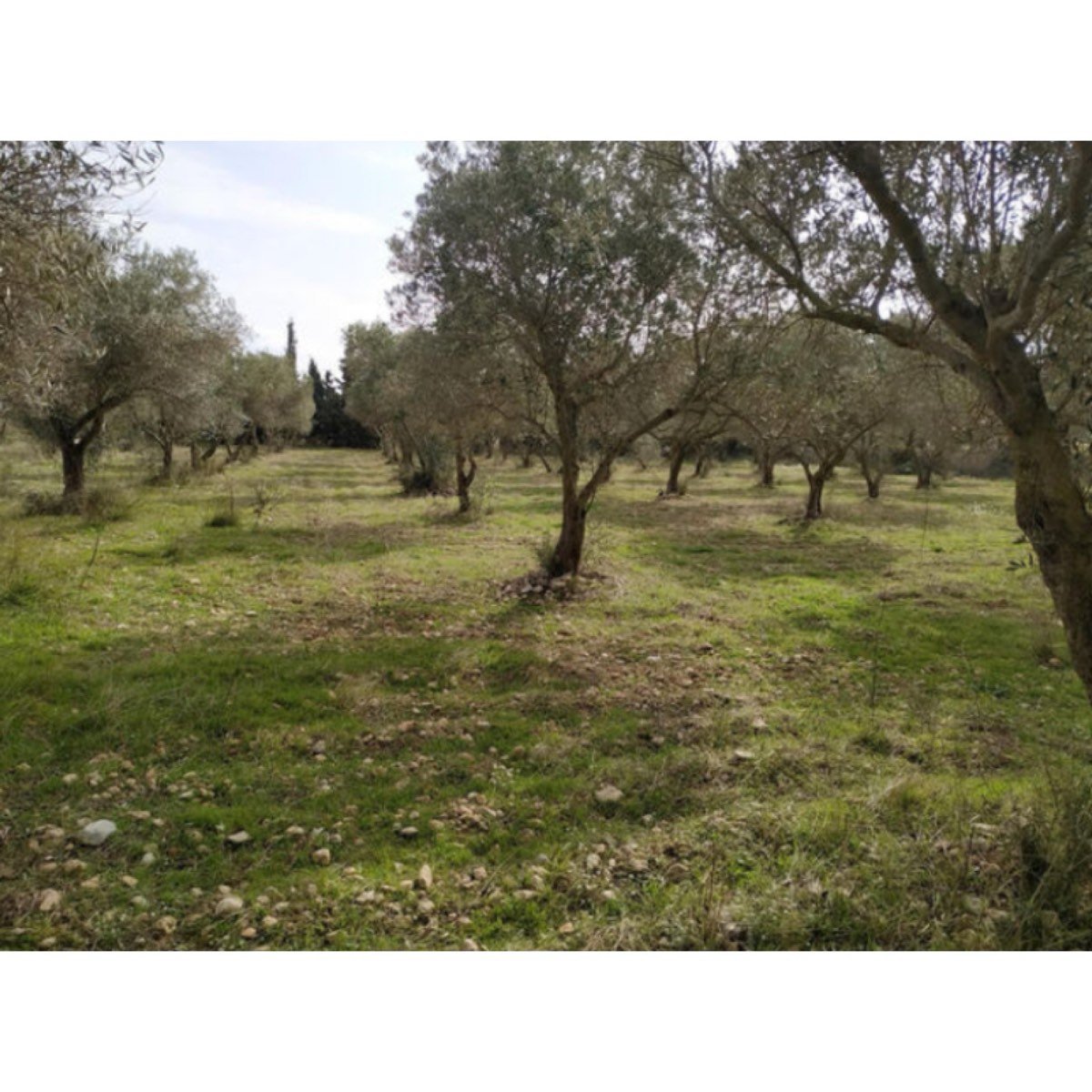 SE VENDE FINCA CON POZO PROPIO Y LUZ
