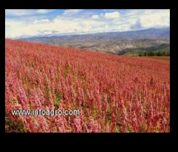 Se vende quinoa, maíz mote, chía, productos peruan