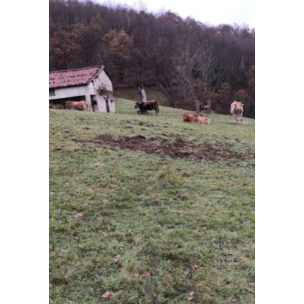 FINCA Y CASA POLA DE LENA ASTURIAS