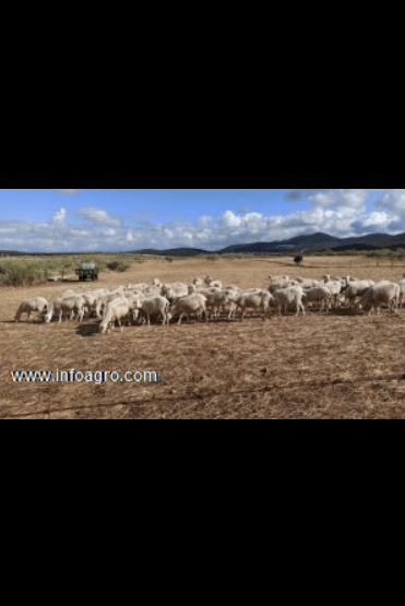 Se vende ovejas por jubilación