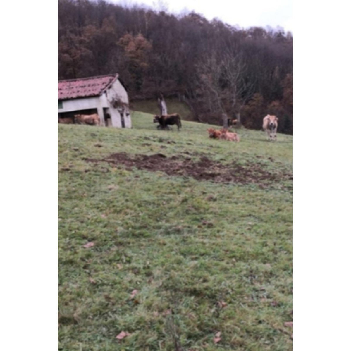 FINCA Y CASA POLA DE LENA ASTURIAS