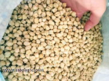 Se vende garbanzos ecológicos