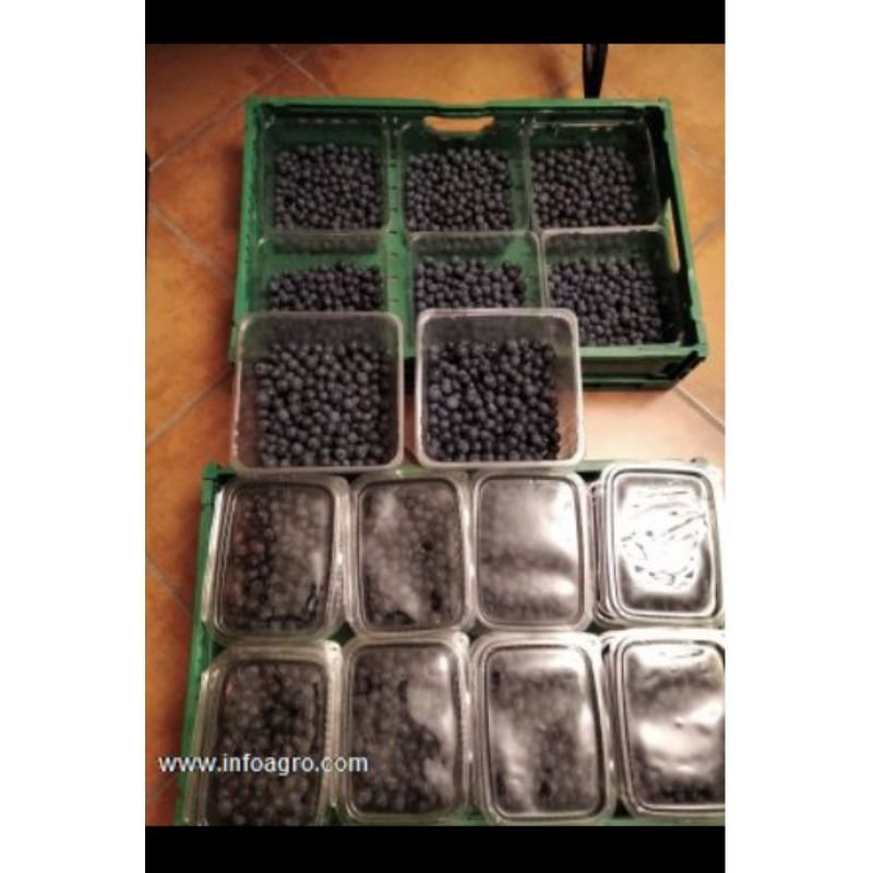 Se vende arándanos de ourense